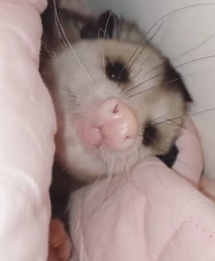 opossums in blankets: a thread