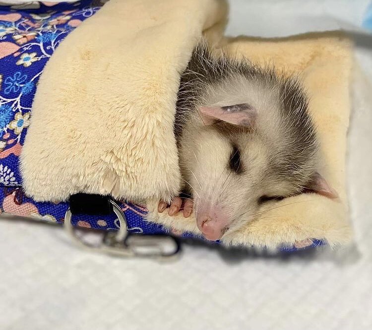 opossums in blankets: a thread
