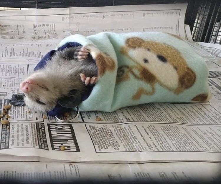 opossums in blankets: a thread