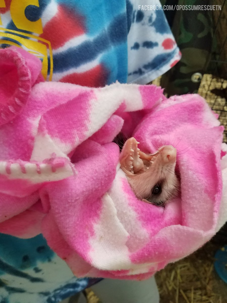 opossums in blankets: a thread