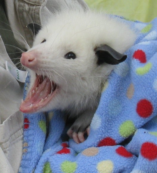 opossums in blankets: a thread
