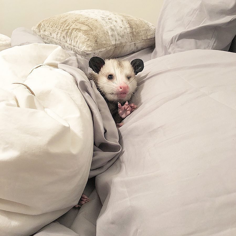 opossums in blankets: a thread