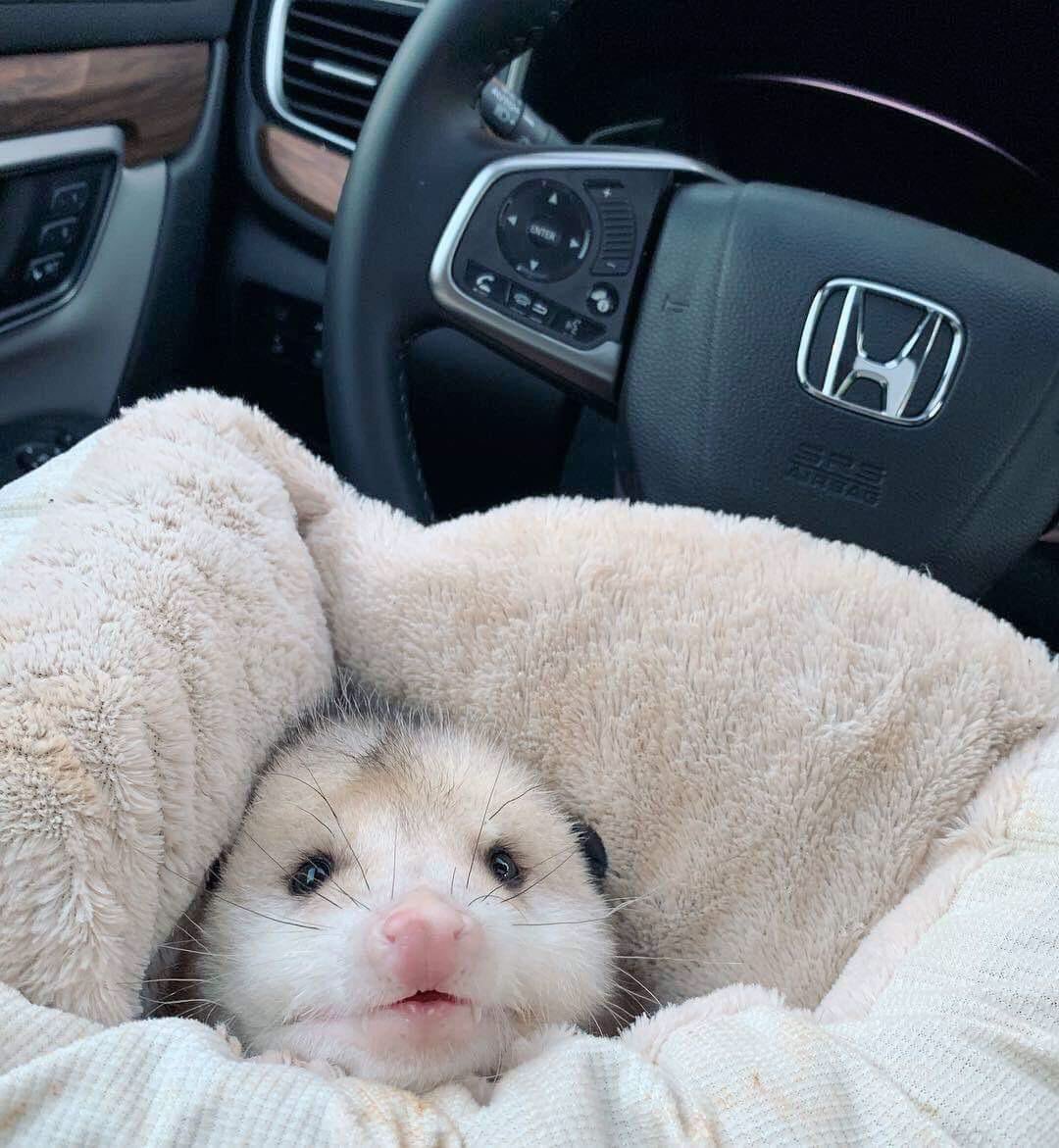 opossums in blankets: a thread