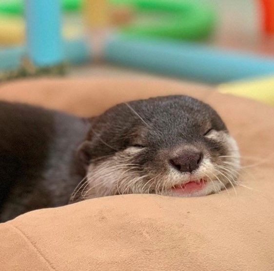 Tom Ellis as an otter a thread