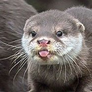 Tom Ellis as an otter a thread