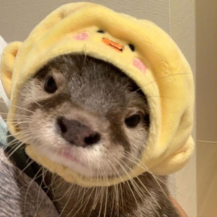 Tom Ellis as an otter a thread