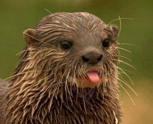 Tom Ellis as an otter a thread