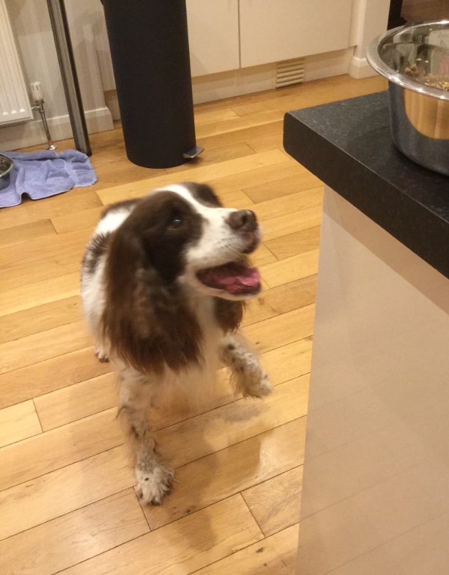 Mr. Kipling the Dog tweet media