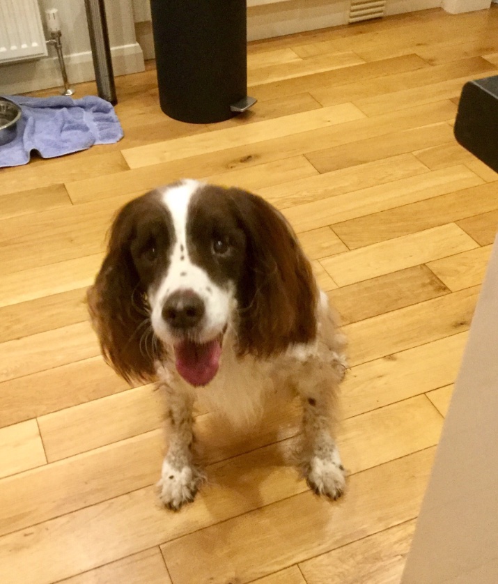 Mr. Kipling the Dog tweet media