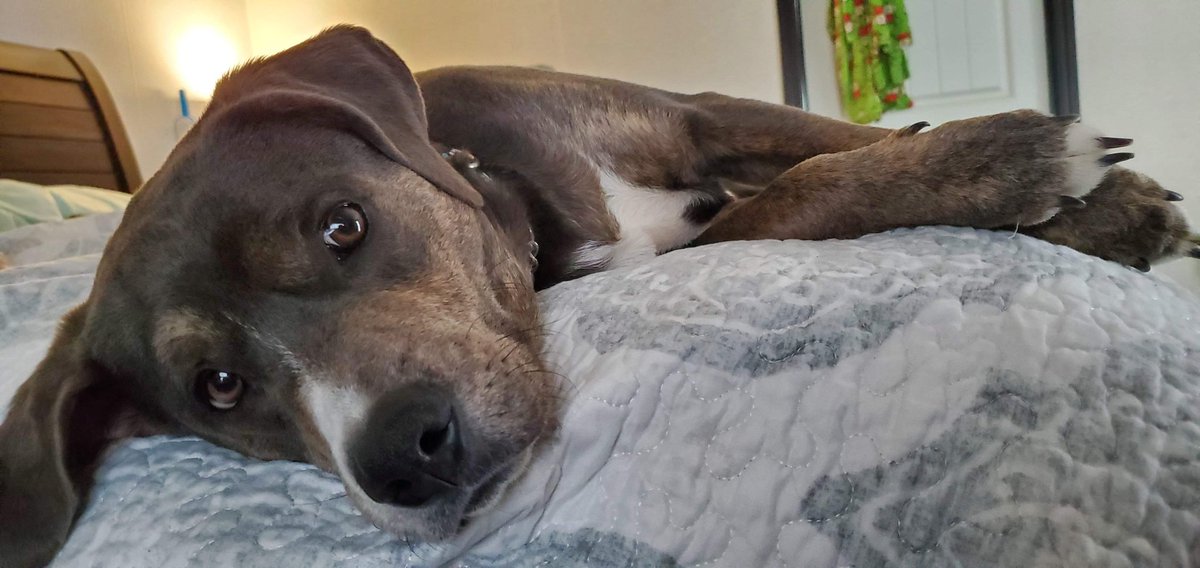 RescueEj's tweet photo. Meet Pepe #FosterMe

Pepe has been waiting a long time and is hoping to find a #foster #family soon

He hopes he doesn't have to wait too much longer! He needs a patient home to further his training

1 yr, mix, 35 lbs
❎ Cats/kids
✅ Dogs (Selective)

#dogsoftwitter #dogs #love https://t.co/DBmpW0xURJ