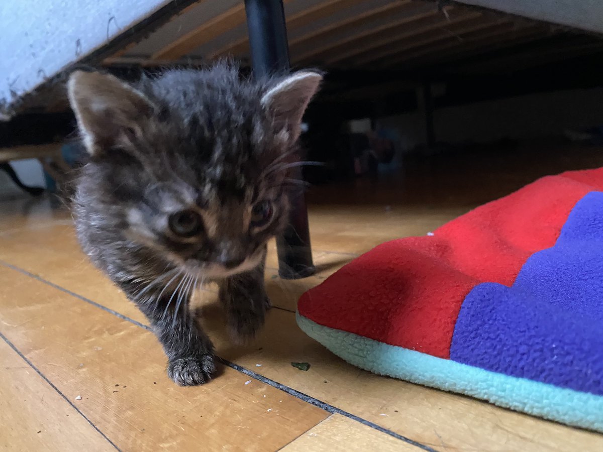 DEY SO SMOL!  #fosterkittens