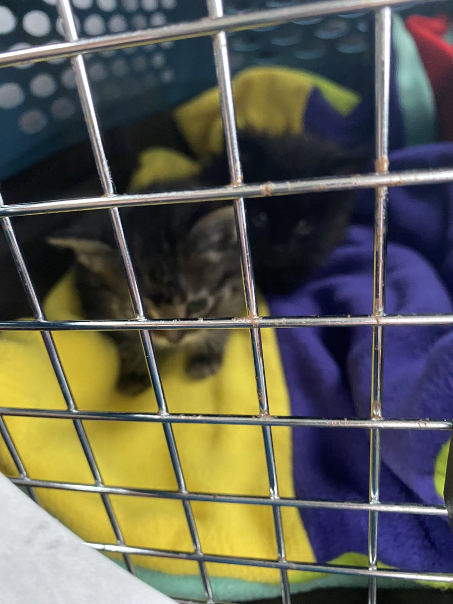 DEY SO SMOL!  #fosterkittens