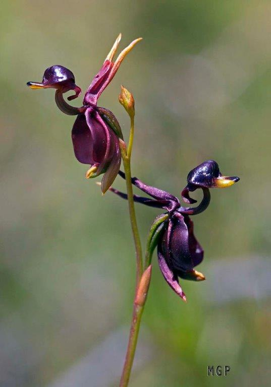 u_n_owen404's tweet photo. @jollibeauty Wait till you find out what orchids are up to. I don't trust them at all. https://t.co/2RgbLVcH4U