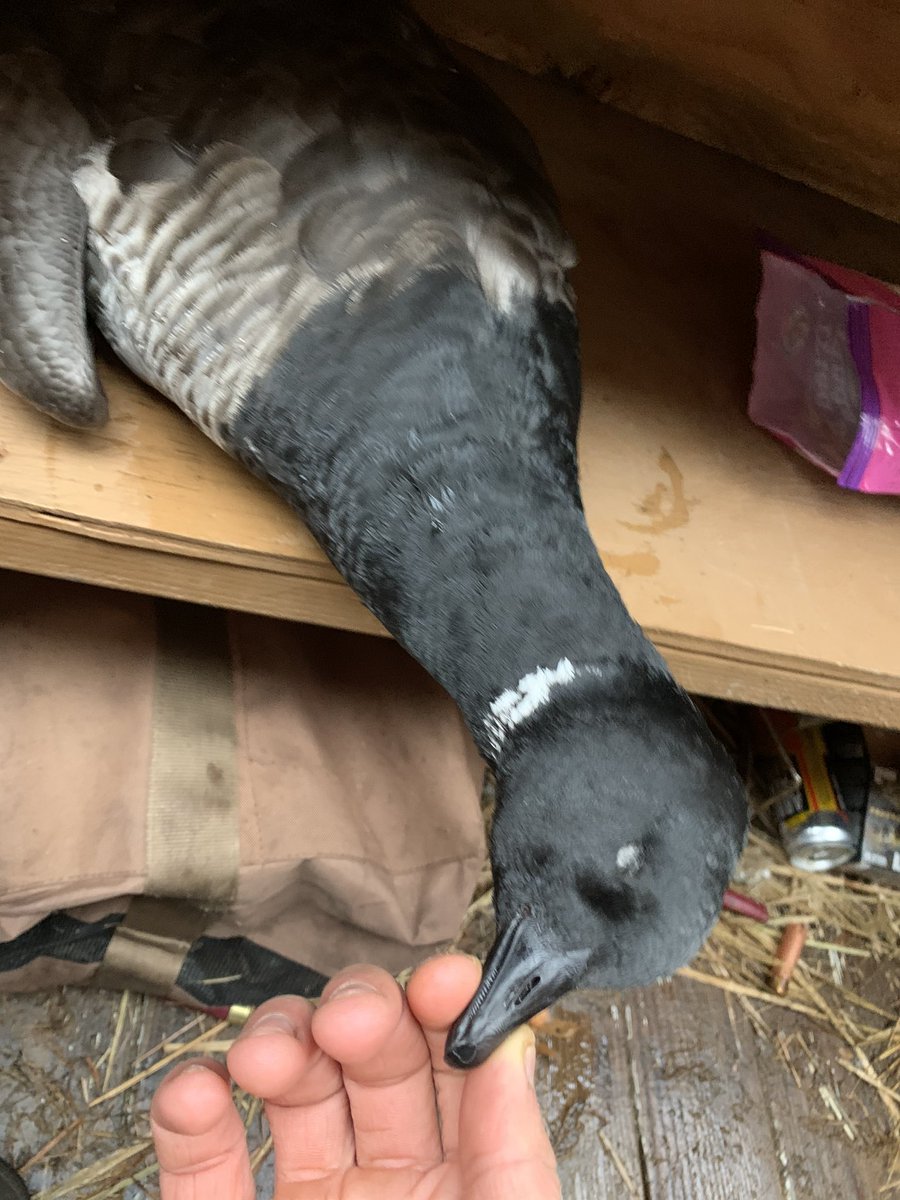 Capt.Pio (@captpio) on Twitter photo 