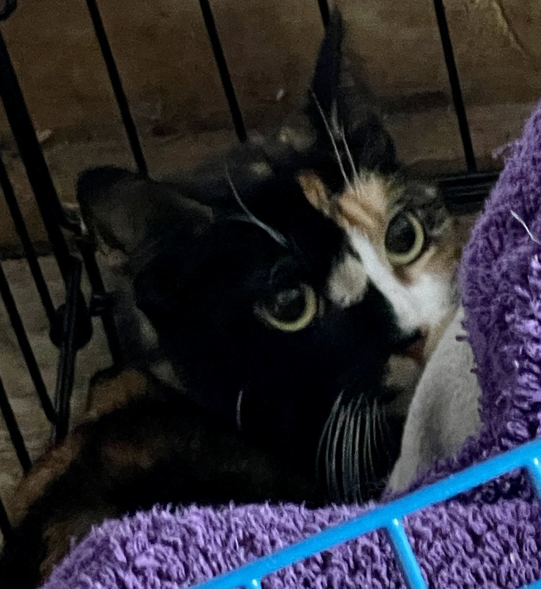 ‼️ PLEASE SHARE ‼️ 

We’ve just adopted a lovely semi-feral London street cat. There are so many cats like Charlotte looking for new homes in farms and smallholdings.

Completely hassle free, delivered to the door and with everything you need to start their home 🏡 🐾