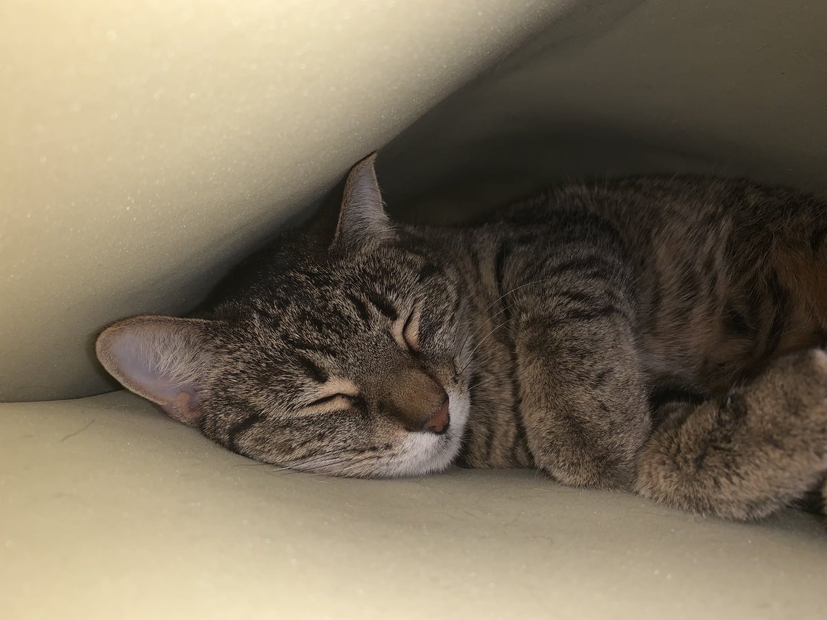 wake2purpose's tweet image. #Aoclied about nothing. Here is Kina sleeping under and inside a foam mattress.