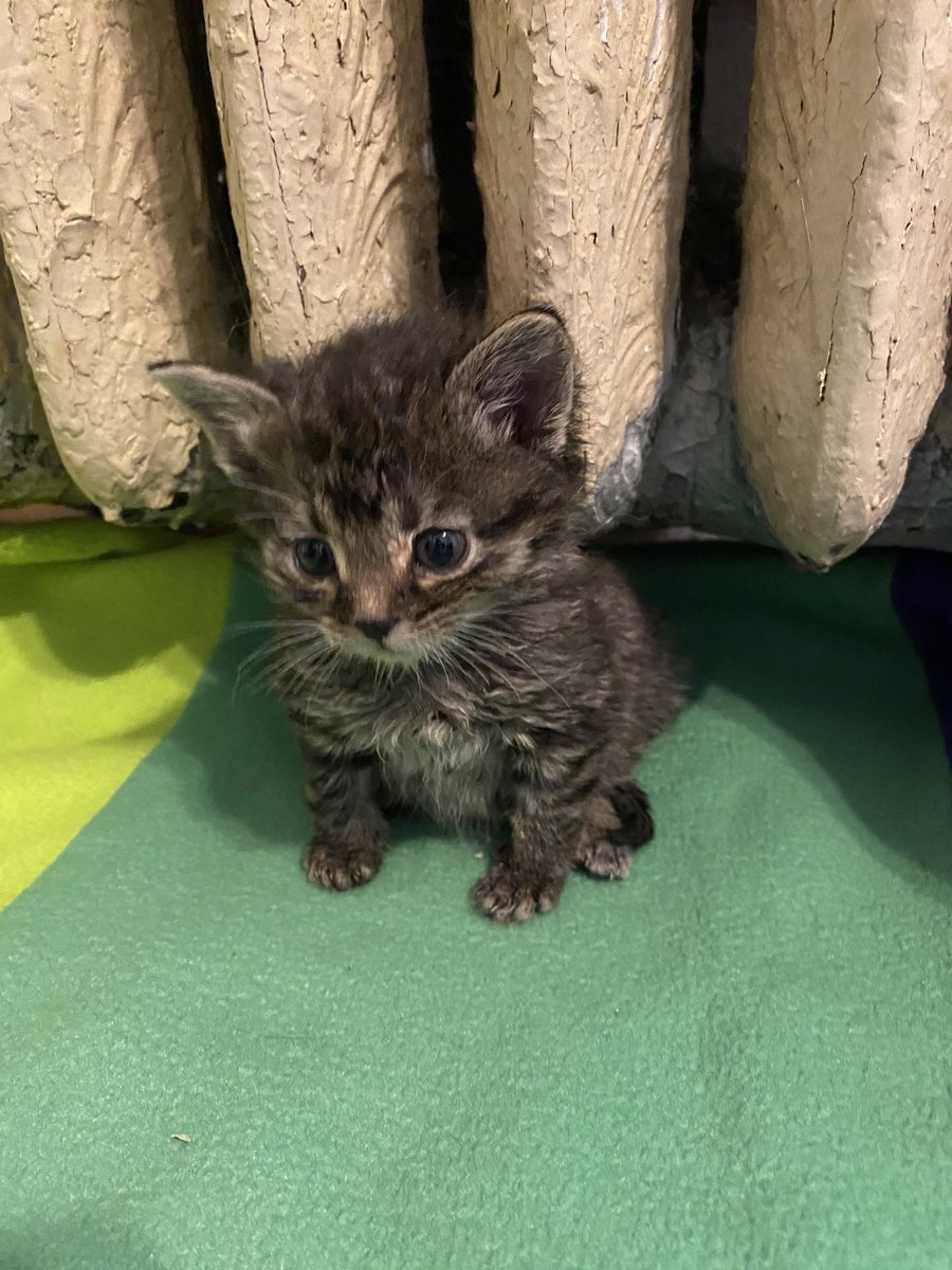 Moved the blankie for them since they live under the radiator now.