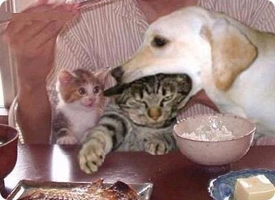 GENTLECAT tweet media