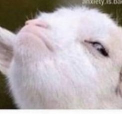 TheRealChris tweet media