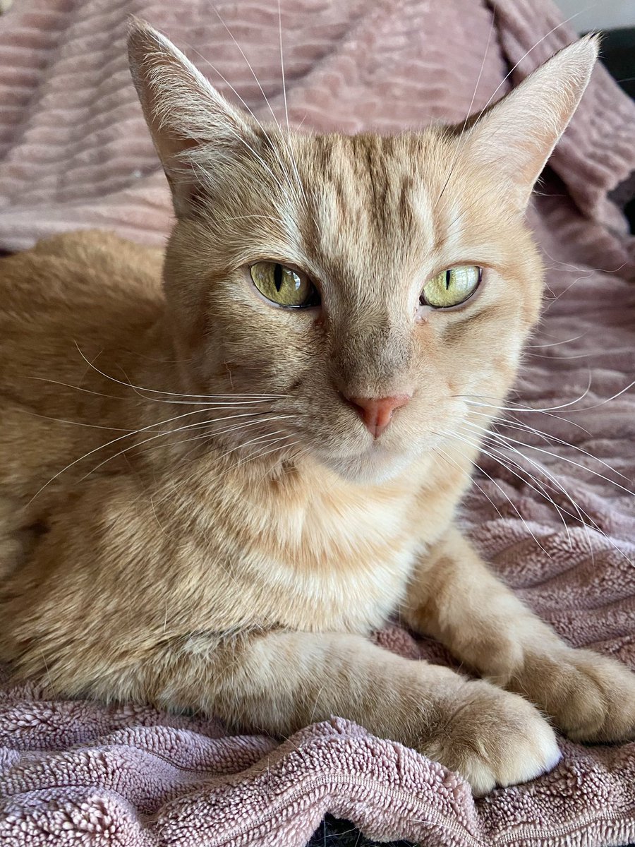 ♓️OPE tweet media