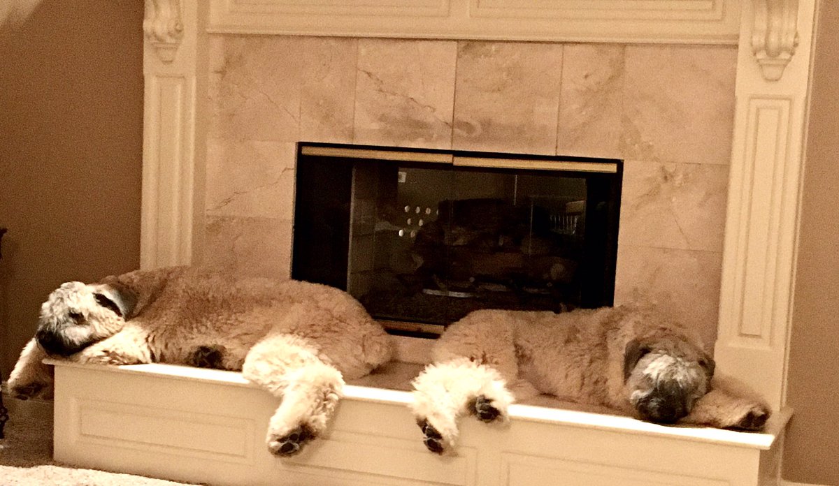 shellymclark's tweet photo. Clients ask to see what causes all the ruckus while I’m in meetings.  🐶🐶😍 Sven’s 10 months and +70 pounds; Goldie is 6 months and +50 pounds.  #BouvierDesFlandres #WorkFromHome #lovewhatyoudo https://t.co/HhSKwmGccL