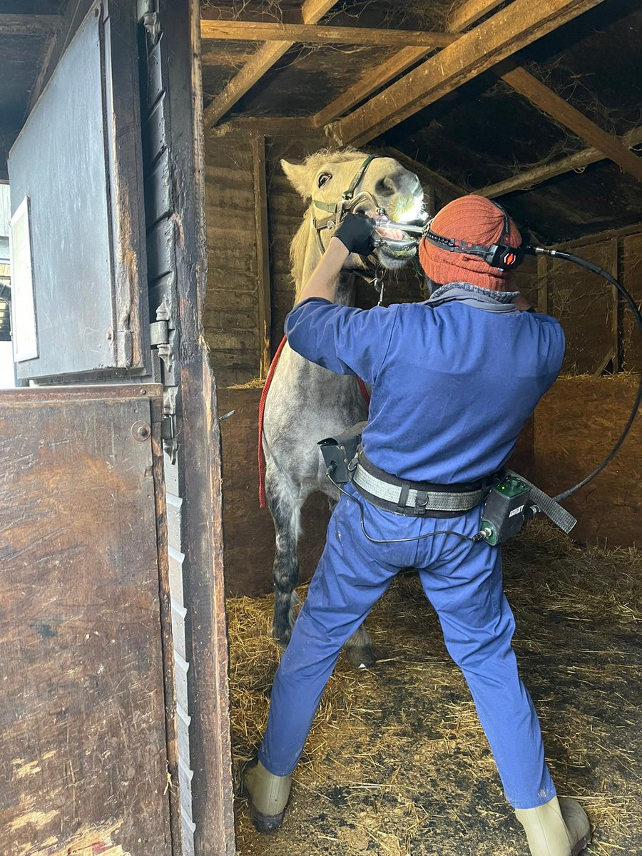 JHuxall's tweet photo. WHW Oreo had is annual dental check yesterday from @northwestequinevets thankyou for coming out in lockdown, all social distanced of course 😷  @cravencollege @HorseCharity https://t.co/lFUzdsavxX