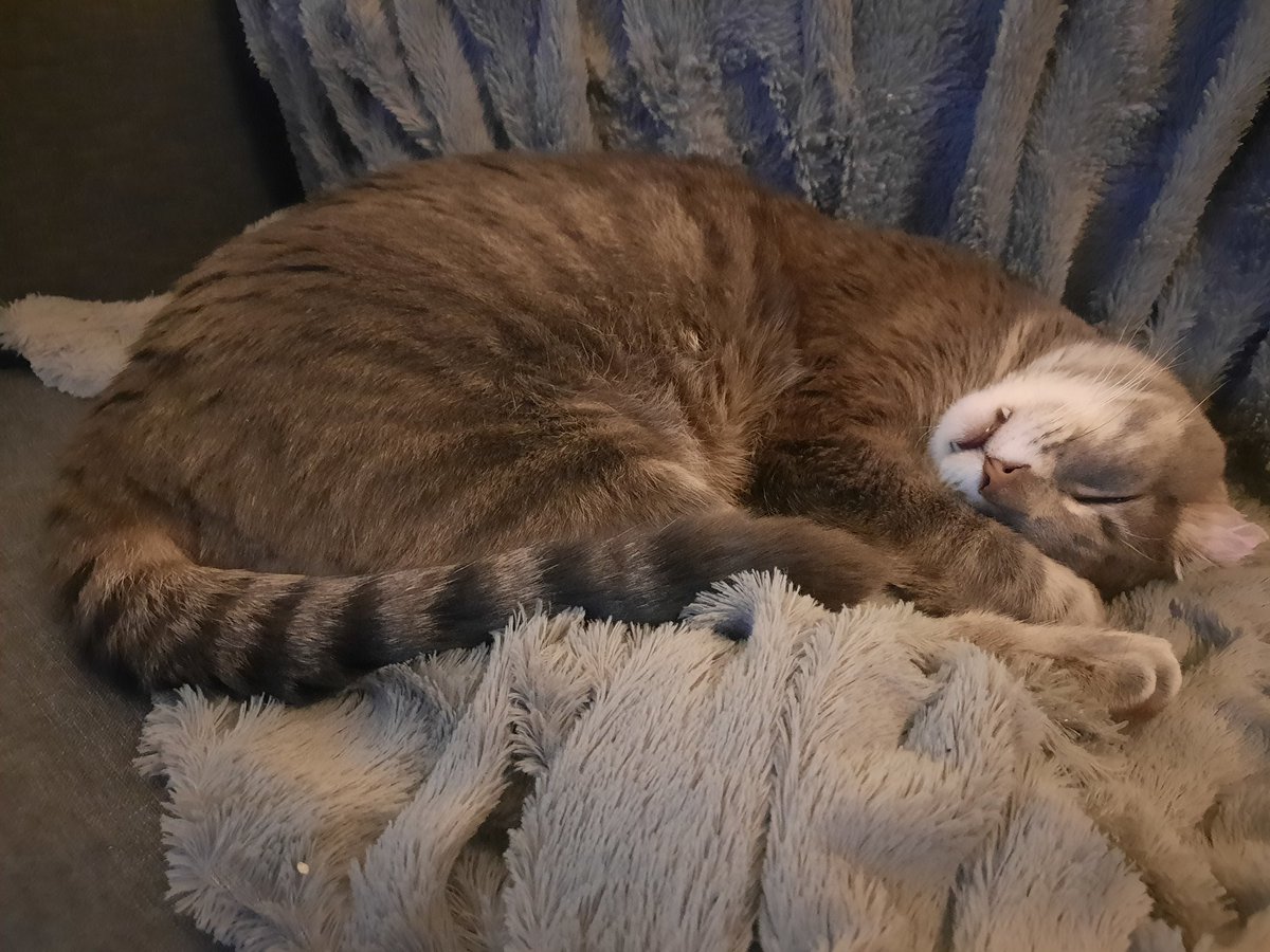 OneEaredCat's tweet image. Heads, shoulders, knees, &amp;amp; toes 🐾

All tucked together 😴

#CatsOfTwitter #cats