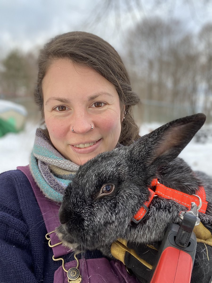 graziellaghound's tweet image. #NationalSweaterDay #cornishfishermansjumper Wachusett the chicken and Cilantro,#silverfoxrabbit