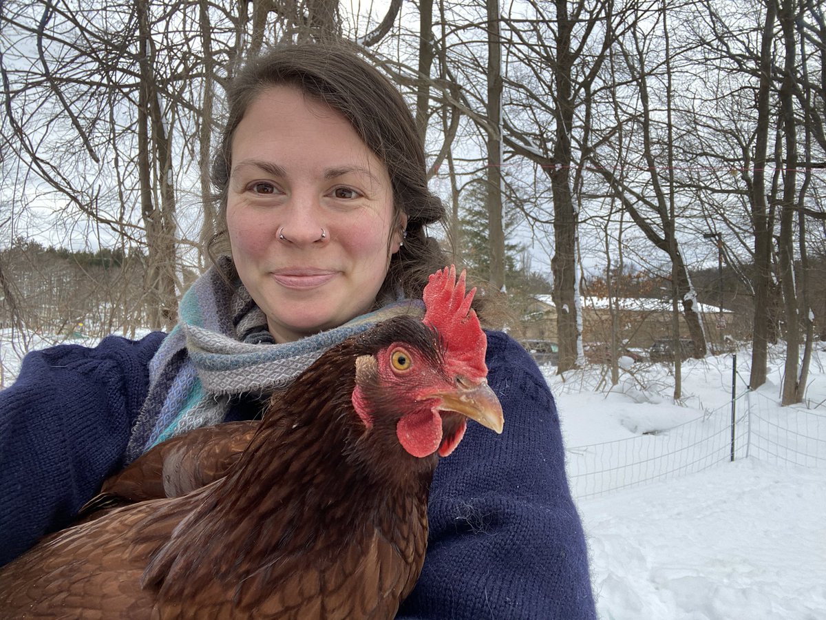 graziellaghound's tweet image. #NationalSweaterDay #cornishfishermansjumper Wachusett the chicken and Cilantro,#silverfoxrabbit