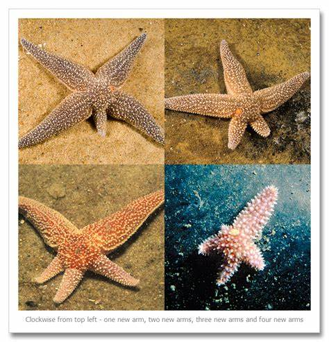 So, how does the starfish regenerate so spectacularly? Having no central nervous system helps - but more helpful is that all its cells are equipped with ability to divide indefinitely, without need for stem cells.Usually, such cells are found in cancers...