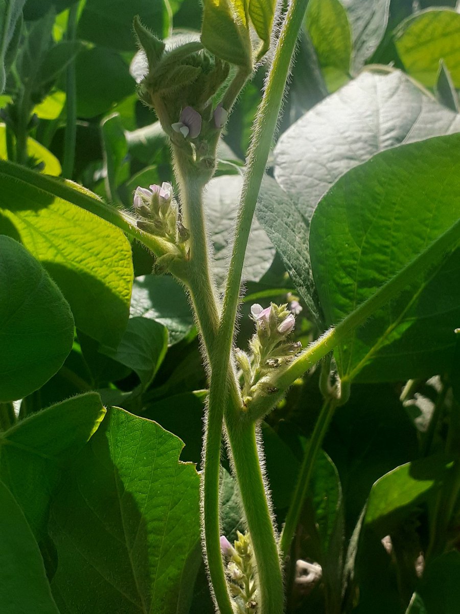 Producir  con foco en el sistema, con visión holística, + sustentable. #covercrops