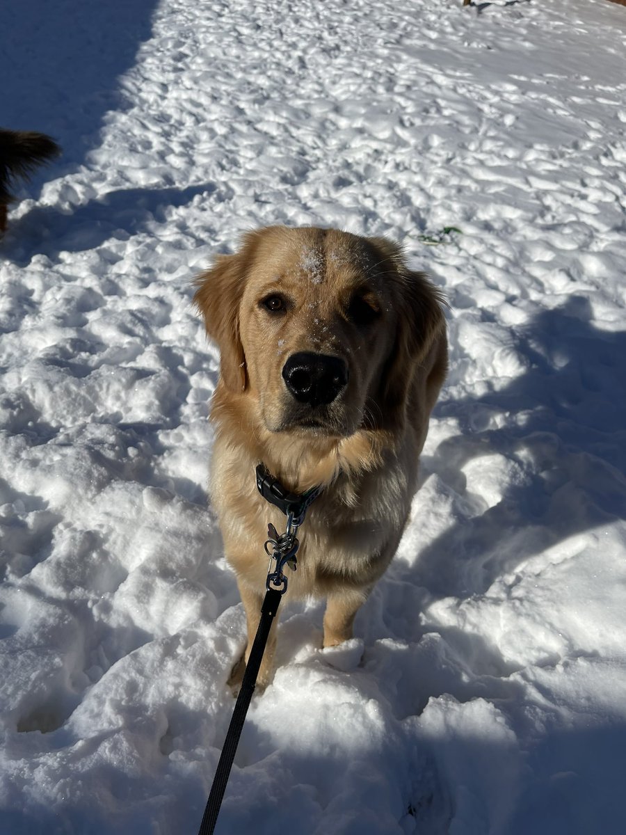 madimac4's tweet photo. @lovealways_al 1. Adopt a dog 2. Cuddle it https://t.co/Ld4on2BOZR