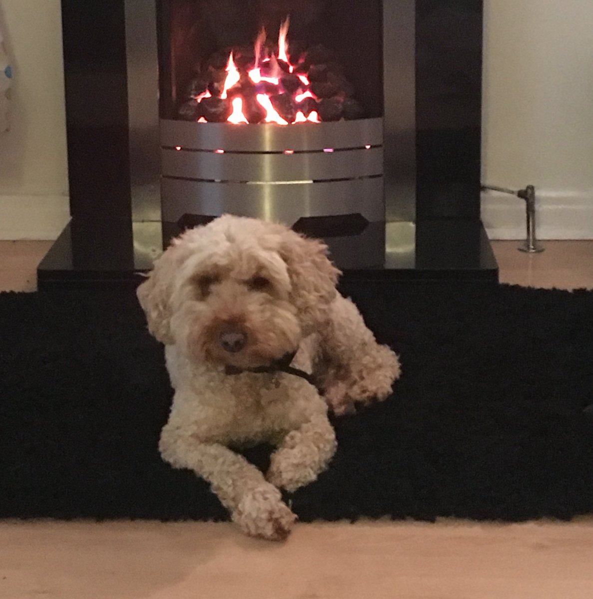 CoastMabel's tweet photo. @AdogcalledLola She is definitely fluffier than her mum! Three years is hopefully approaching calm-down-a-bit age. https://t.co/mfaer9fX3h