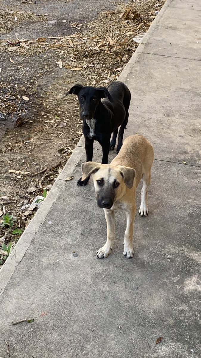CristiMimenza's tweet photo. En mi trabajo hay una familia de perritos callejeros. Papá, mamá y tres cachorros. Porfi, ayúdenme con un retweet para ver si aparecen interesados en adoptarlos. (El papá y la mamá no se dejan tomar foto 😢). El negro es macho y las dos niñas. https://t.co/tJzPdtu1jq