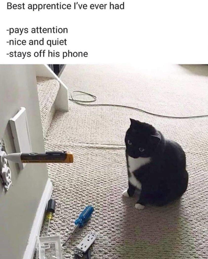 It's hard to find good help, but this one's a keeper!😸