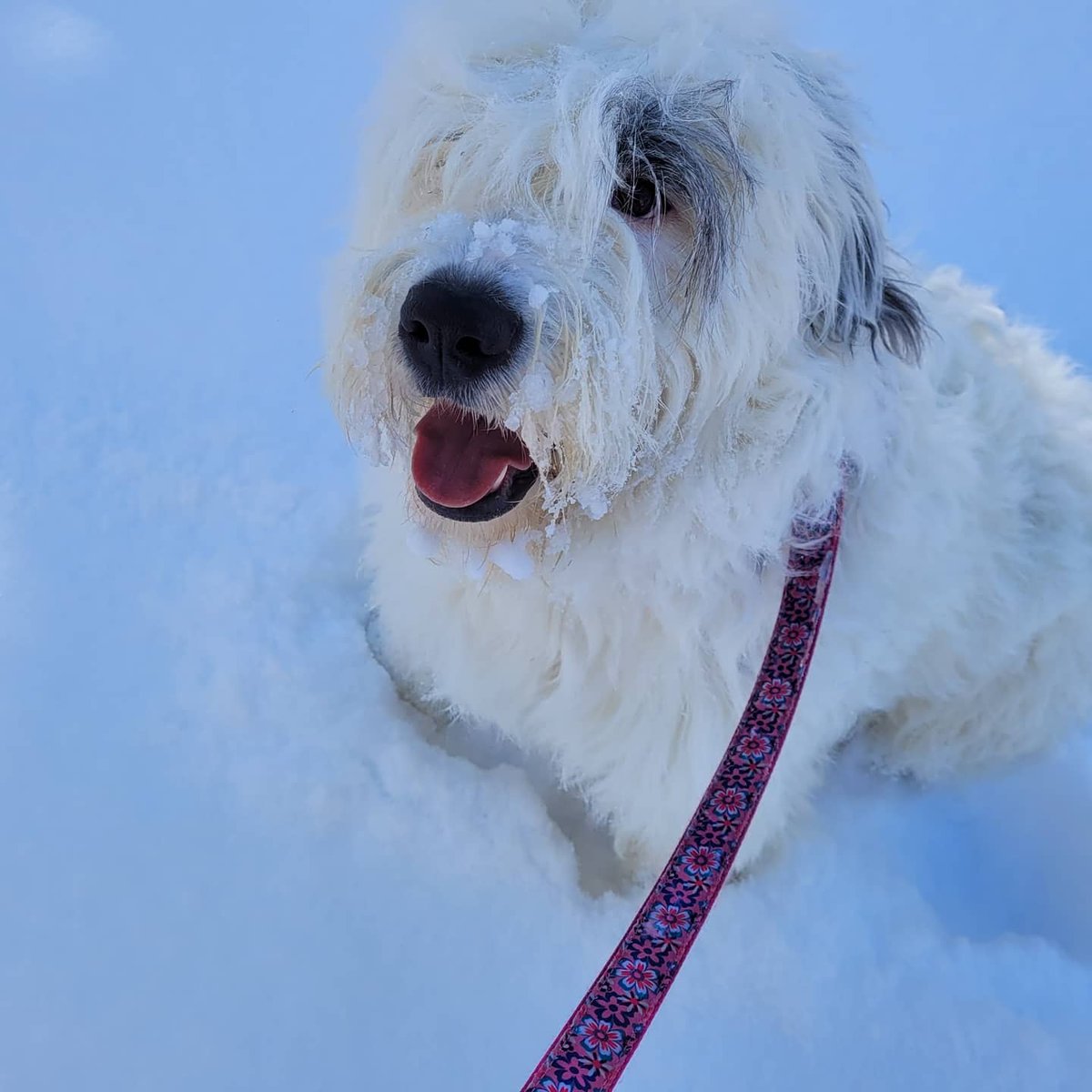 wakeequality's tweet image. Me and Ava had to play in the snow before it melted. #snowshoefun #coloradotrails