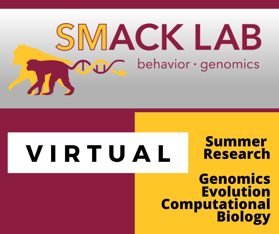 Summer #research internship for #undergradute students in #Biology interested in #genomics. This opportunity is #virtual and limited to US citizens, nationals, or perm residents. Work with Dr. Snyder-Mackler @asusols. Apps due 2/28. $4000 stipend. smack-lab.com/reu/