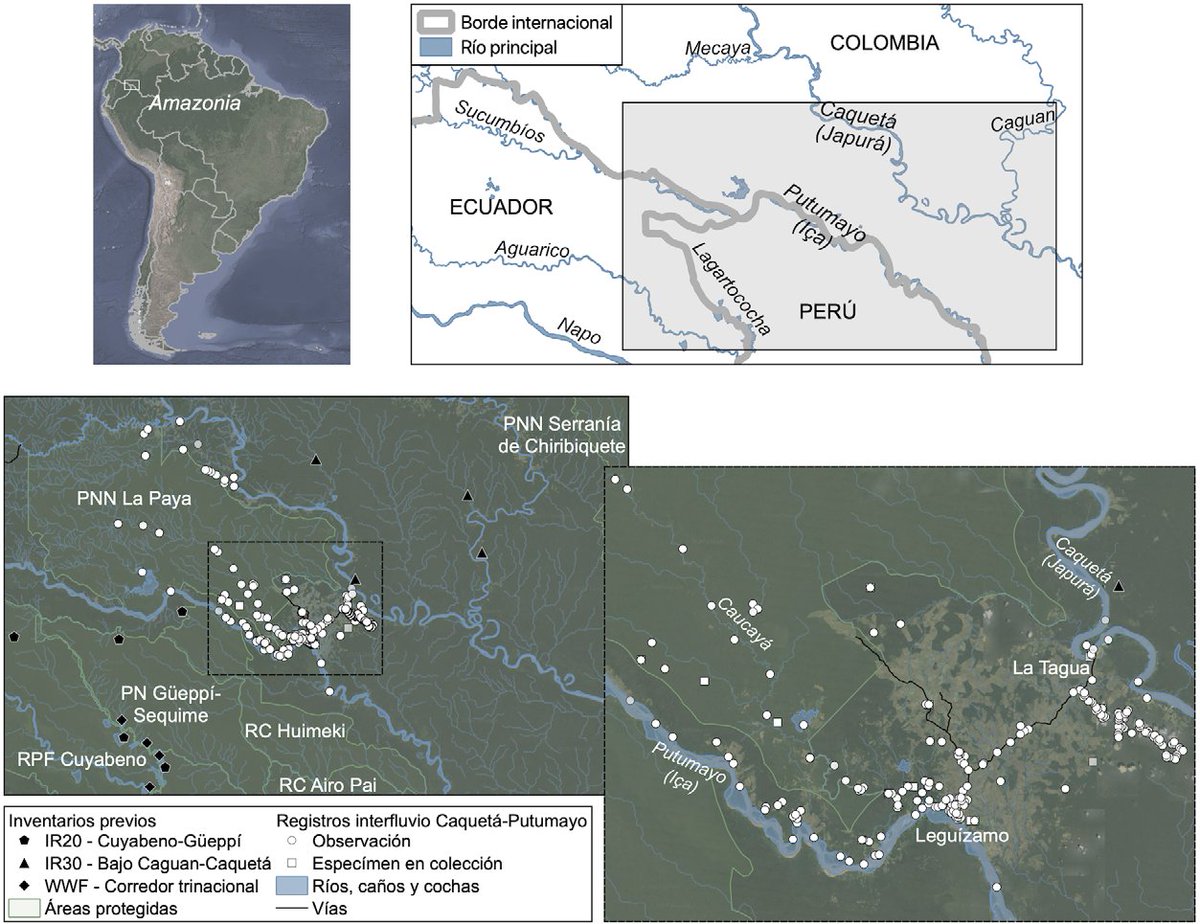 Hicimos una recopilación de registros históricos y recientes de aves en la zona comprendida entre los ríos Caquetá (Japurá) y Putumayo (Iça), en sus cuencas medias (Leguízamo, Putumayo, COL); estos son los dos principales afluentes desde Colombia a la gran cuenca de la Amazonia