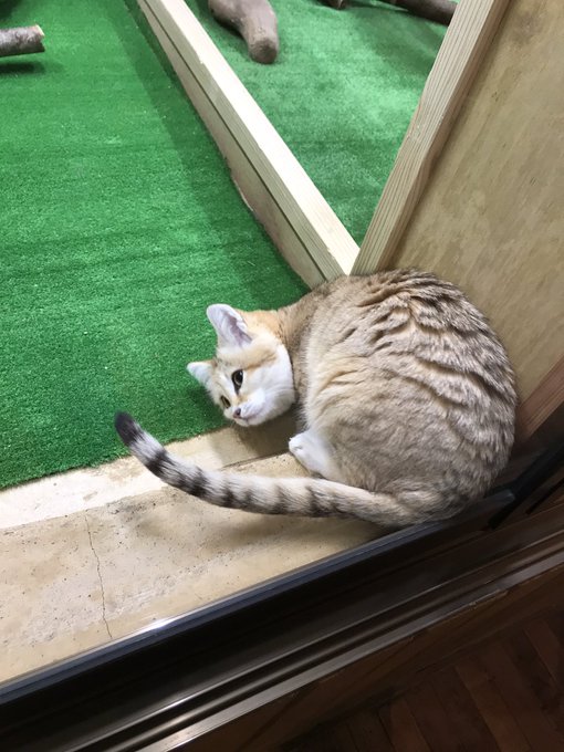 スナネコは飼えませんのtwitterイラスト検索結果