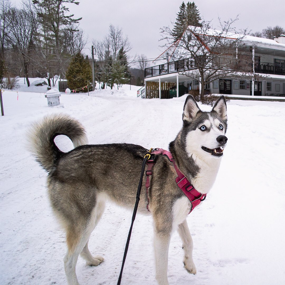 Huskyinfinity's tweet image. Happy girl 🐺❤️ #husky #happiness
#justkeepsmiling