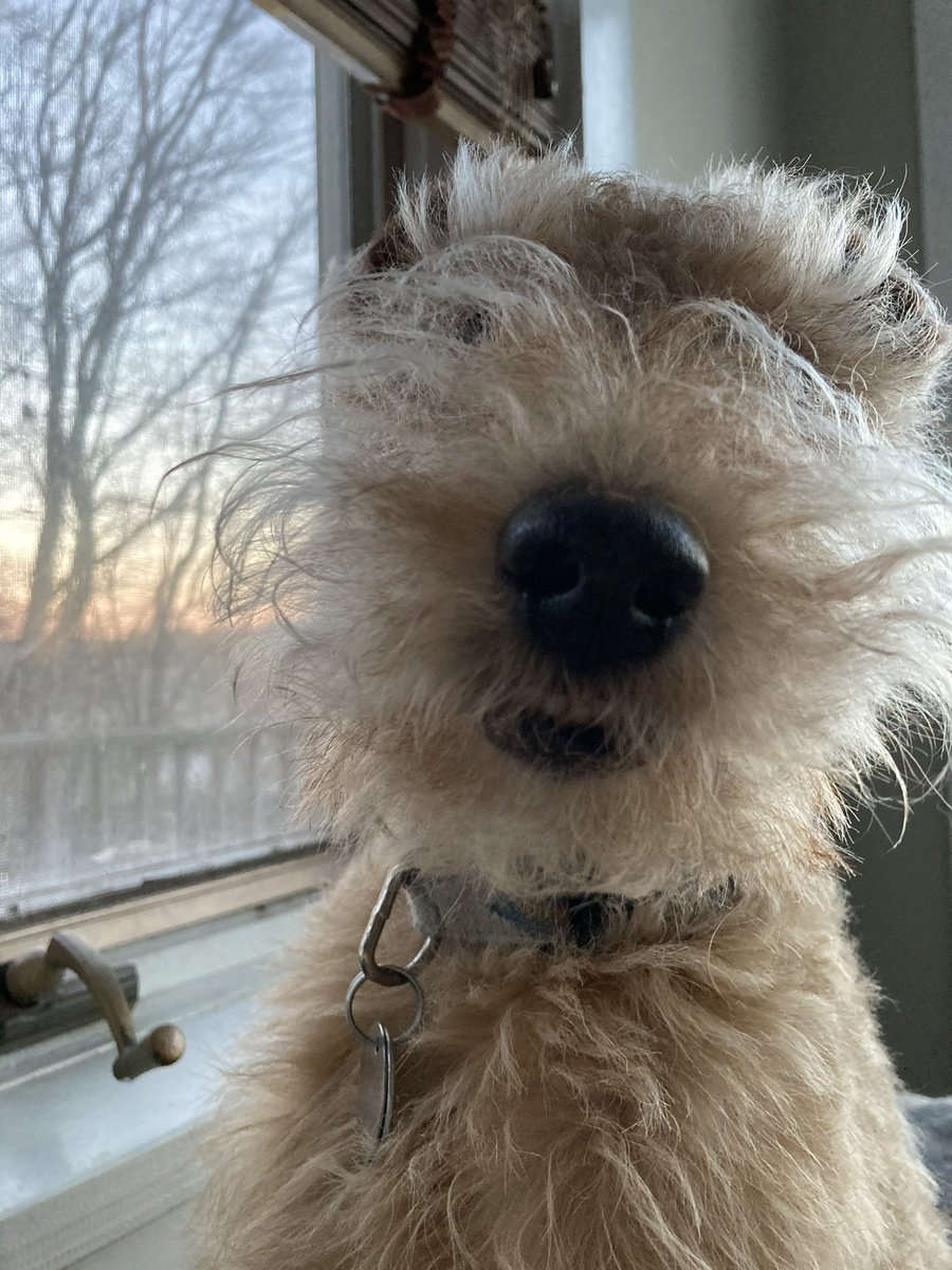Where is my mustache wax? It needs taming. Any snout grooming tips from my fellow Lakies? I hate being brushed btw so that’s not gonna happen 🤣