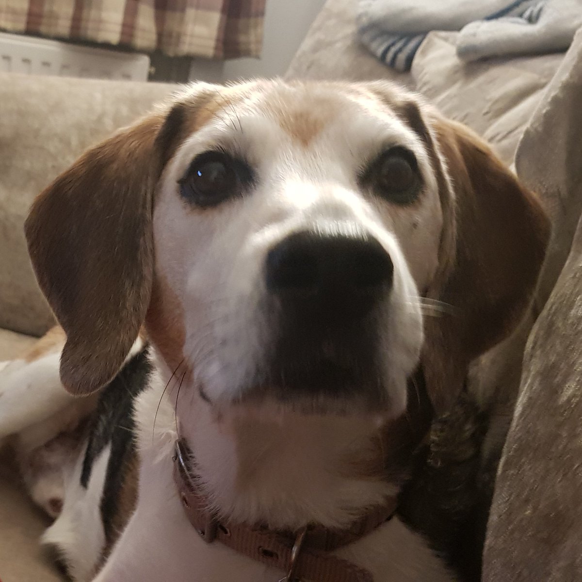 Did someone say peanuts? #beaglelife