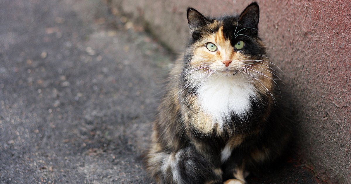 For over 70 years we’ve been working with the best researchers in the world to help keep your feline friends purring longer! Learn about a few of the ways your support is making difference in the lives of cats: maf.link/9lives