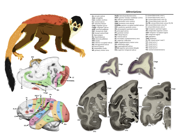 StephForkel's tweet photo. New #preprint available from @JulieRoyo @StephForkel  #PierrePouget &amp; @MichelTdS! Using a #squirrel monkey model for #clinical #neuroscience represents a window of opportunity that will potentially fuel
new #translational #discoveries. Find out more: https://t.co/b0YaqWYHXo https://t.co/zQ98VVg1hy