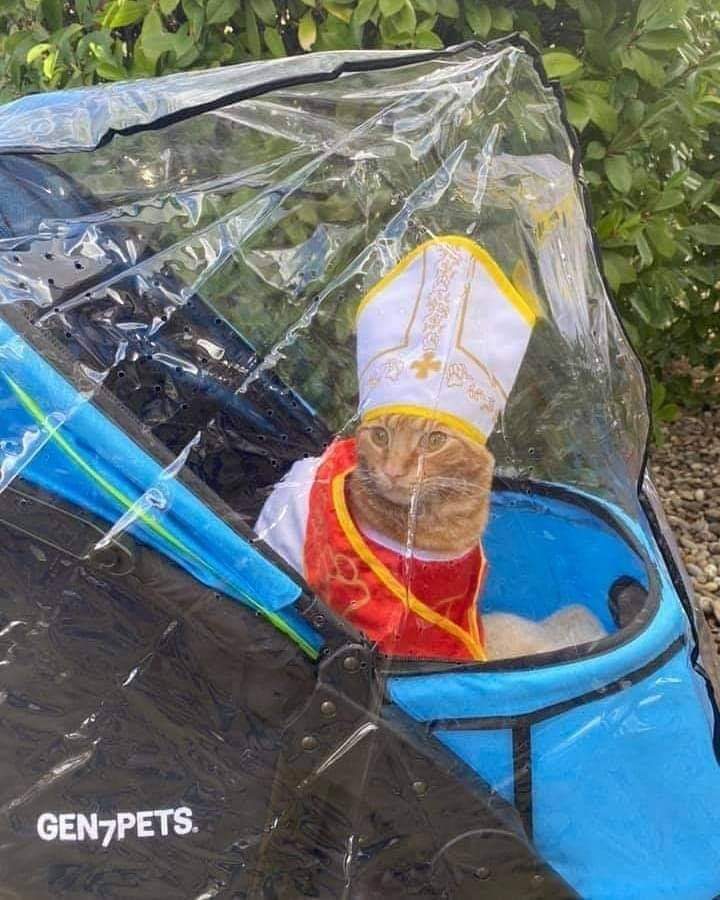 gatitos_qctd's tweet photo. Papamóvil https://t.co/BBuQdY6hq3