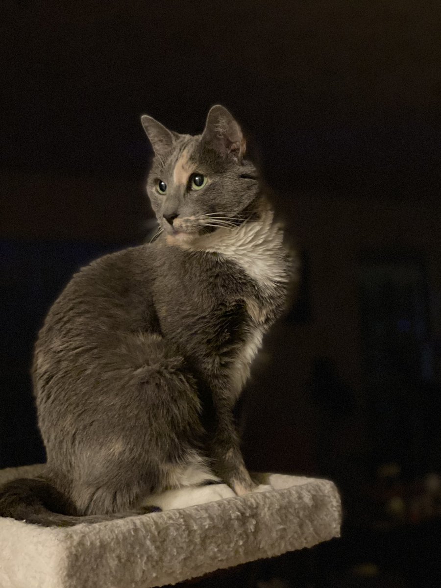 lost_cat's tweet image. #AOClied about none of what was said . Here’s my pretty cat.