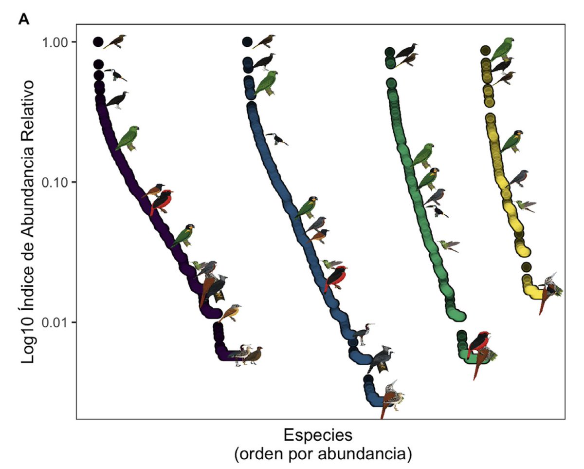 En cuanto a registros, se ve q hay especies muy dominantes en toda la región (abundancia, mochileros p.e.) pero también se ve que unas vana medida que se altera el hábitat (tucán, p.e.), otras se benefician (semillero). Gracias a  @ferayqui por prestarnos sus  ilustraciones