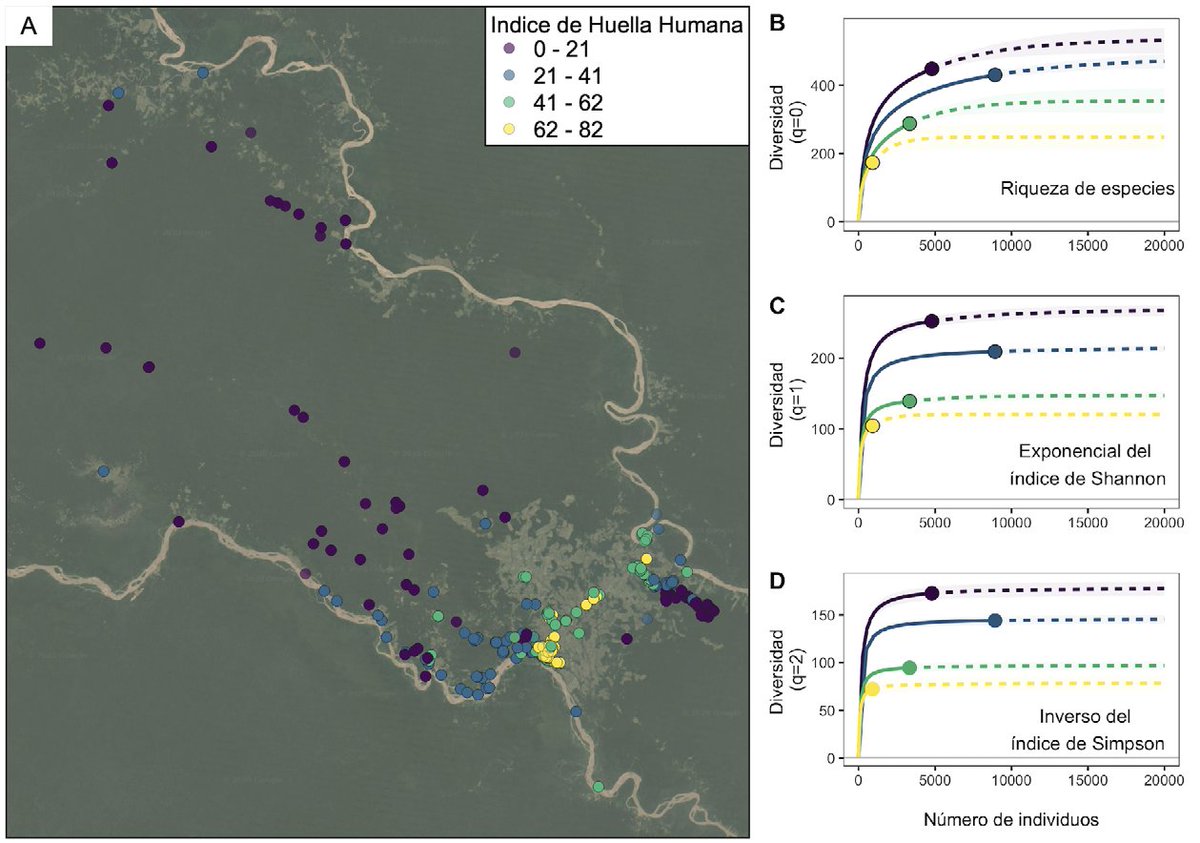 Así que inspirados y apoyados por  @CorreaAyram (et al en  @inst_humboldt) y su índice de huella humana evaluamos la diversidad de aves en cuatro rangos, de lo más natural (menor índice) a lo más alterado (mayor índice) (solo con las observaciones 2015 a mayo 2020)