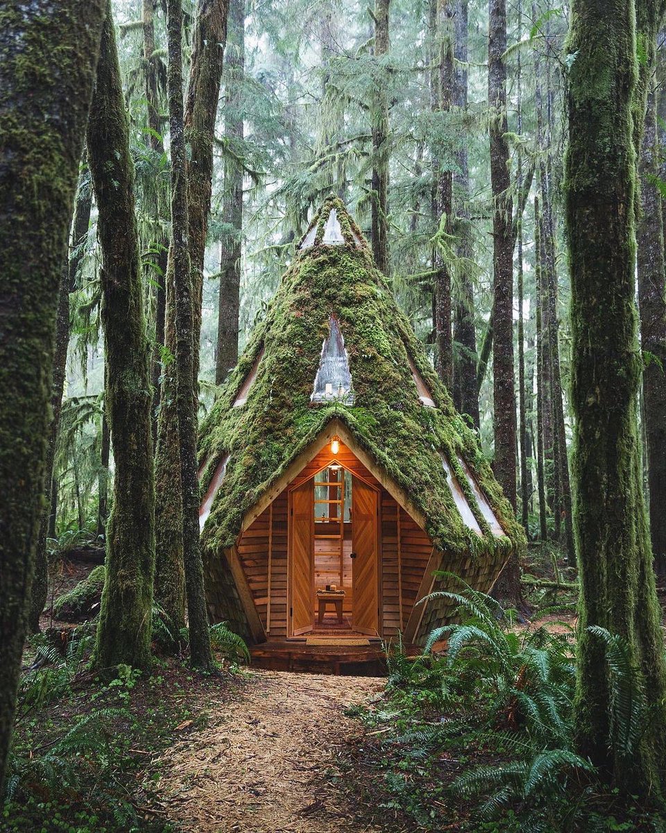 The mystical forests of the PNW.