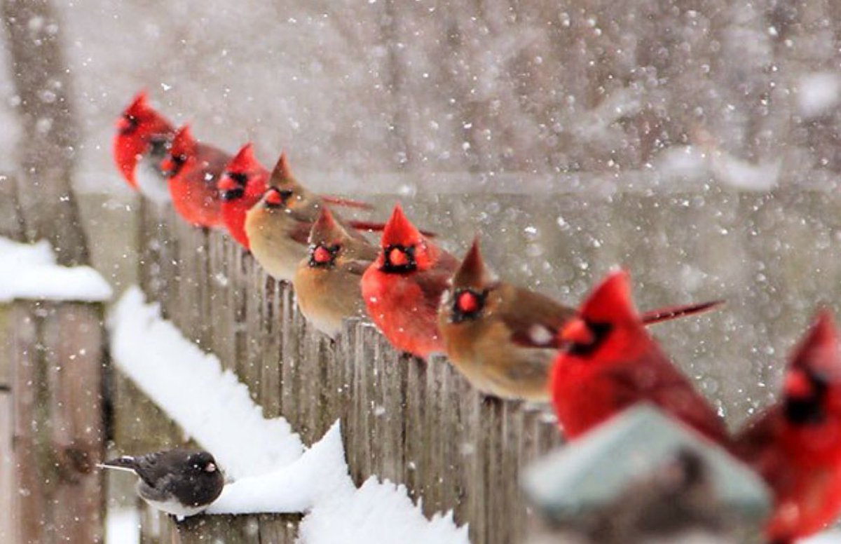 These Male & Female Cardinals. From u/ntcplanters on /r/mostbeautiful #femalecardinals #male #mostbeautiful